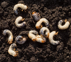 grubGONE! Organic How to check for grubs