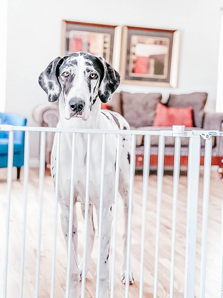 Black and white great dane dog standing behind a white pet gate