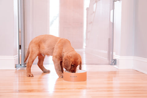 Dog drinking out of water bowl in front of pet gate.