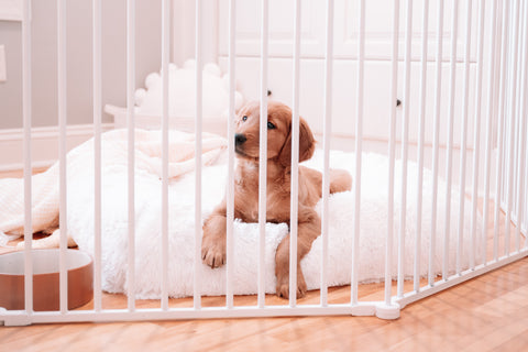 Dog sitting on a dog bed in a pet pen.