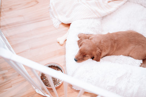 picture of a golden retriever laying on a fluffy dog bed in a gate