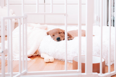 Small dog laying on a bed in a living room in the 2-in-1 Pet Pen and Gate.