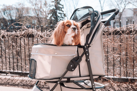 Small dog sitting in the Carlson Portable Pup Pet Stroller while sitting outside.