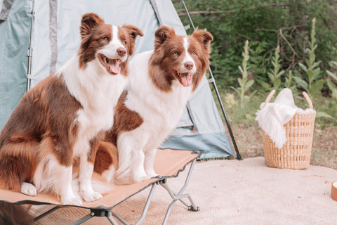 Two dogs sitting on Portable Pup Pet Bed in front of a tent outside.