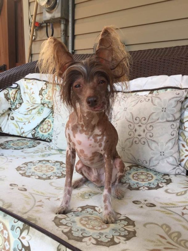 small brown dog on cushion 