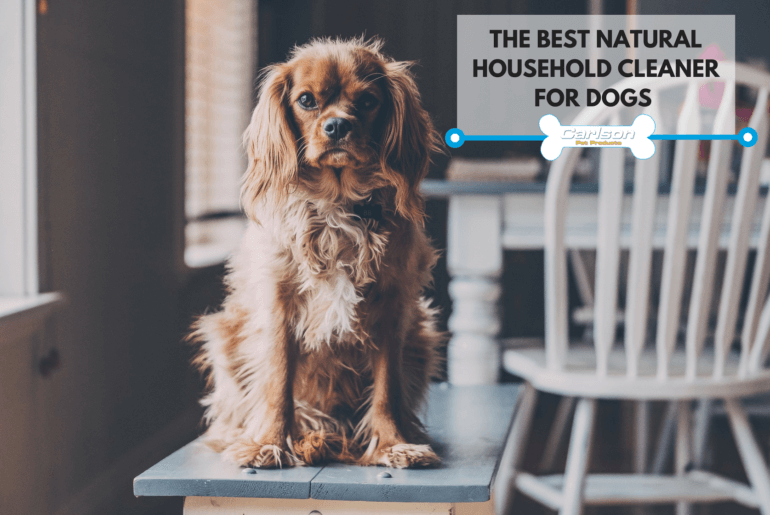 small brown dog sitting on bench