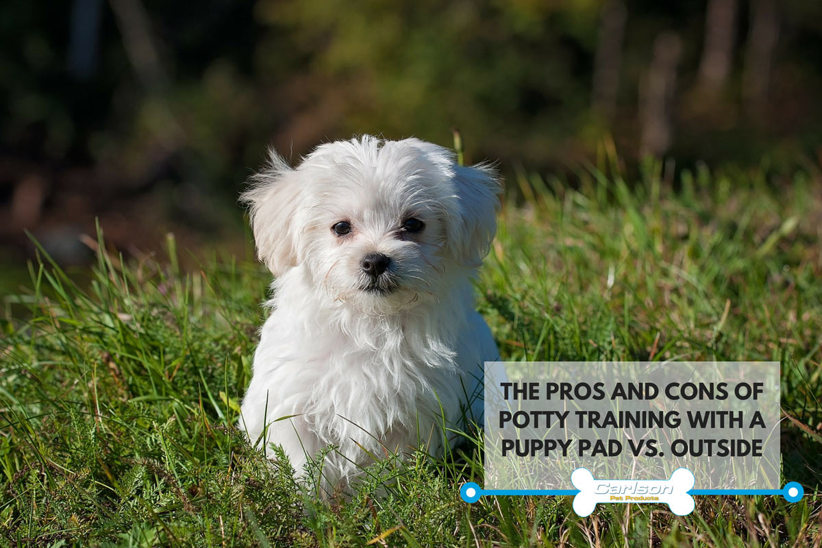 white fluffy puppy in grass