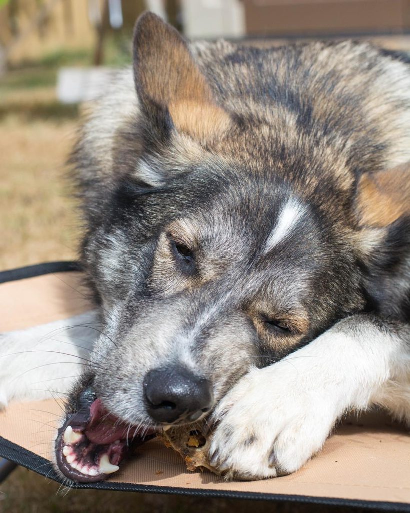 Husky type dog gnawing on a treat in a pet cot