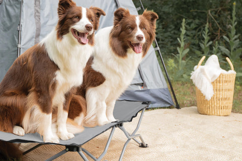 two dogs sitting on elevated dog bed