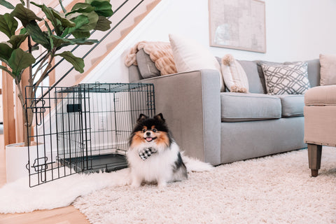 Small dog sitting in front of crate in living room.