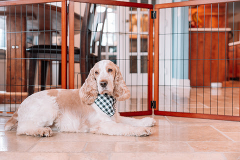 Dog sitting on the ground in front of a gate.