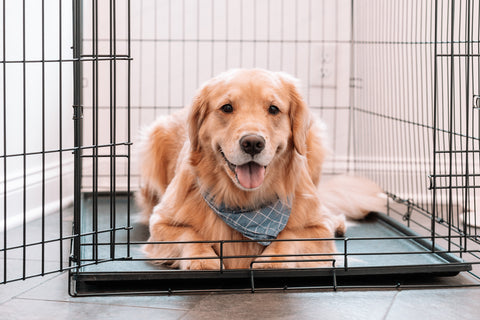 Dog laying down in crate.