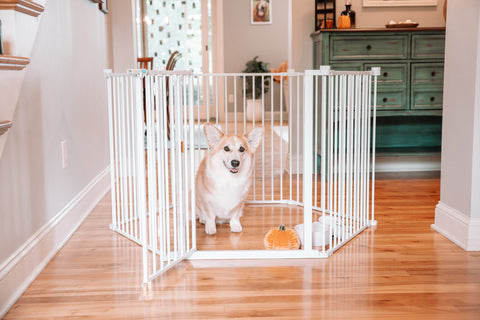 A dog sitting in a Convertible Pet Yard while sitting in a hallway on hardwood floor in a house.