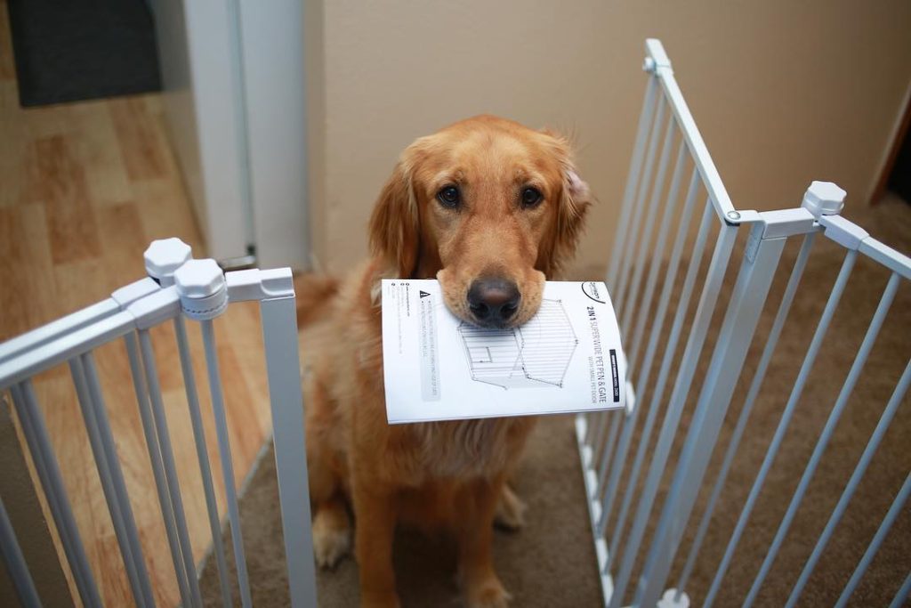 golden retriever holding manual in its mouth  