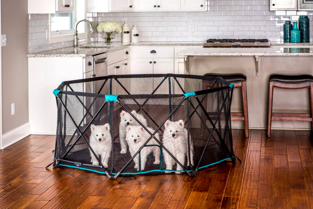 4 white dogs in portable pet pen