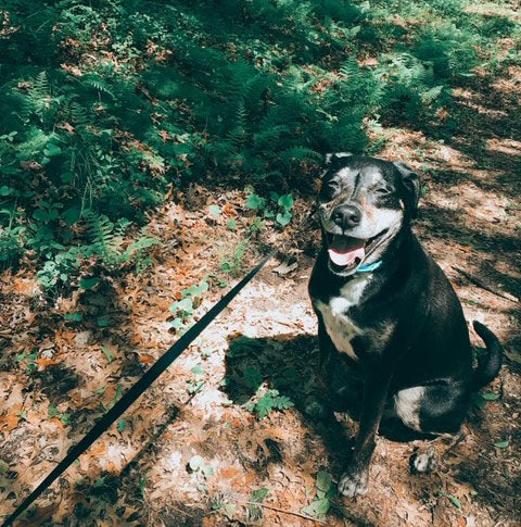 Black and white dog sitting in a forest while on a walk with a leash