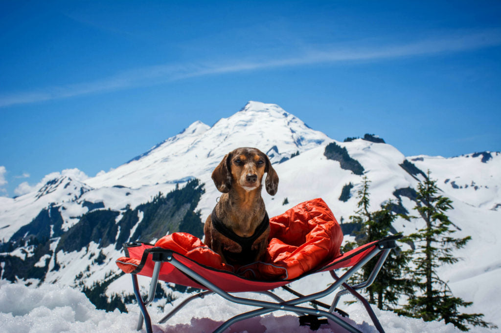 small brown dog on pop up dog bed on mountain 