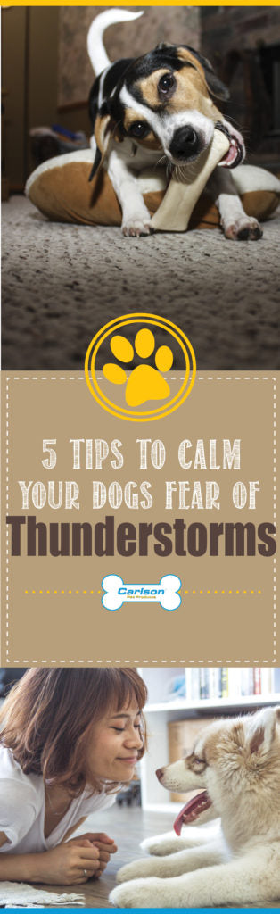 text reads " 5 tips to calm your dogs fear of thunderstorms "