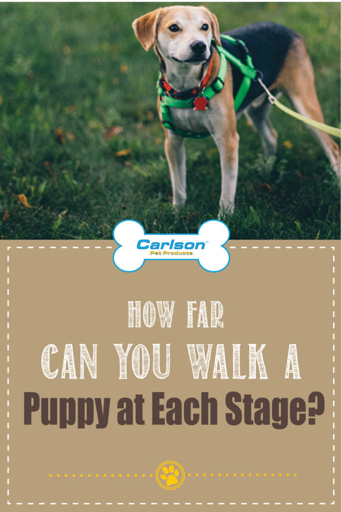 small dog on leash and text that reads " how far can you walk a puppy at each stage?"