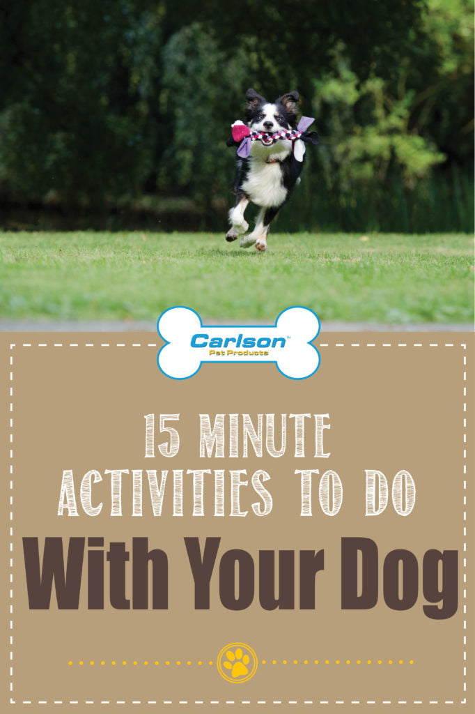 dog running with text "15 minute activities to do with your dog"