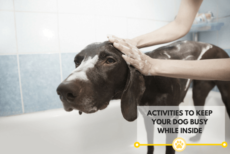 big black dog being washed in a tub