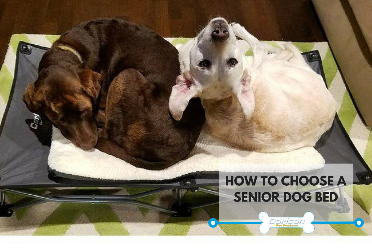 Two dogs lying in a bed together