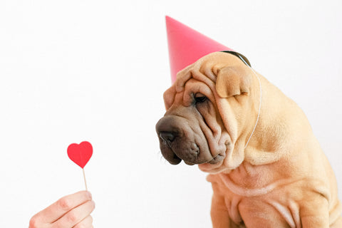 Dog with hat looking at heart sucker.