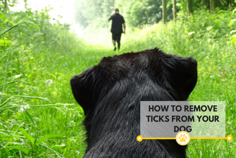 back of black dogs head looking towards man in distance