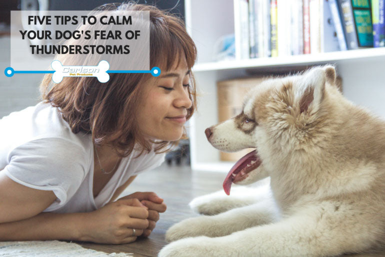 cream colored dog laying on ground with woman 