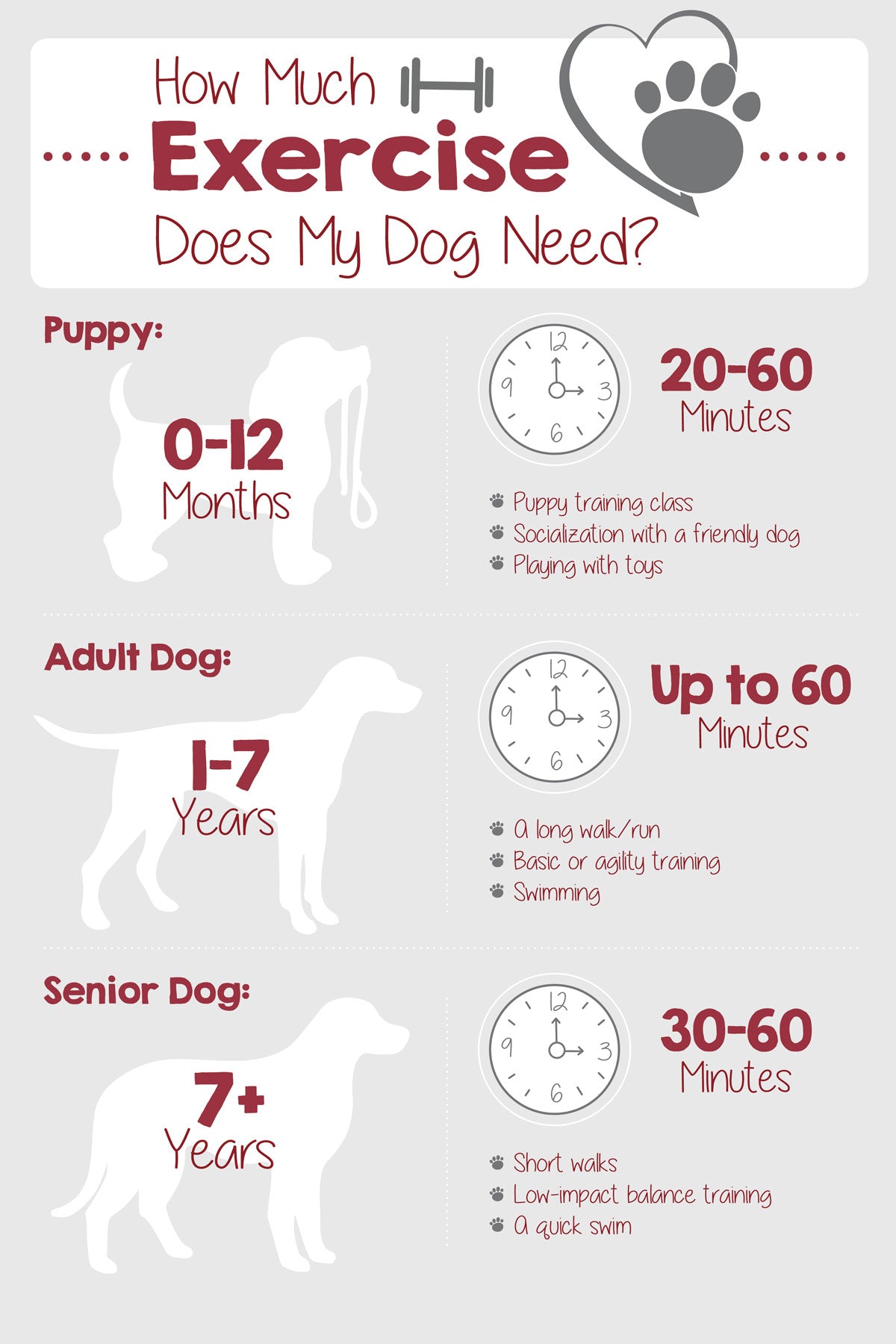 Dog exercise infographic