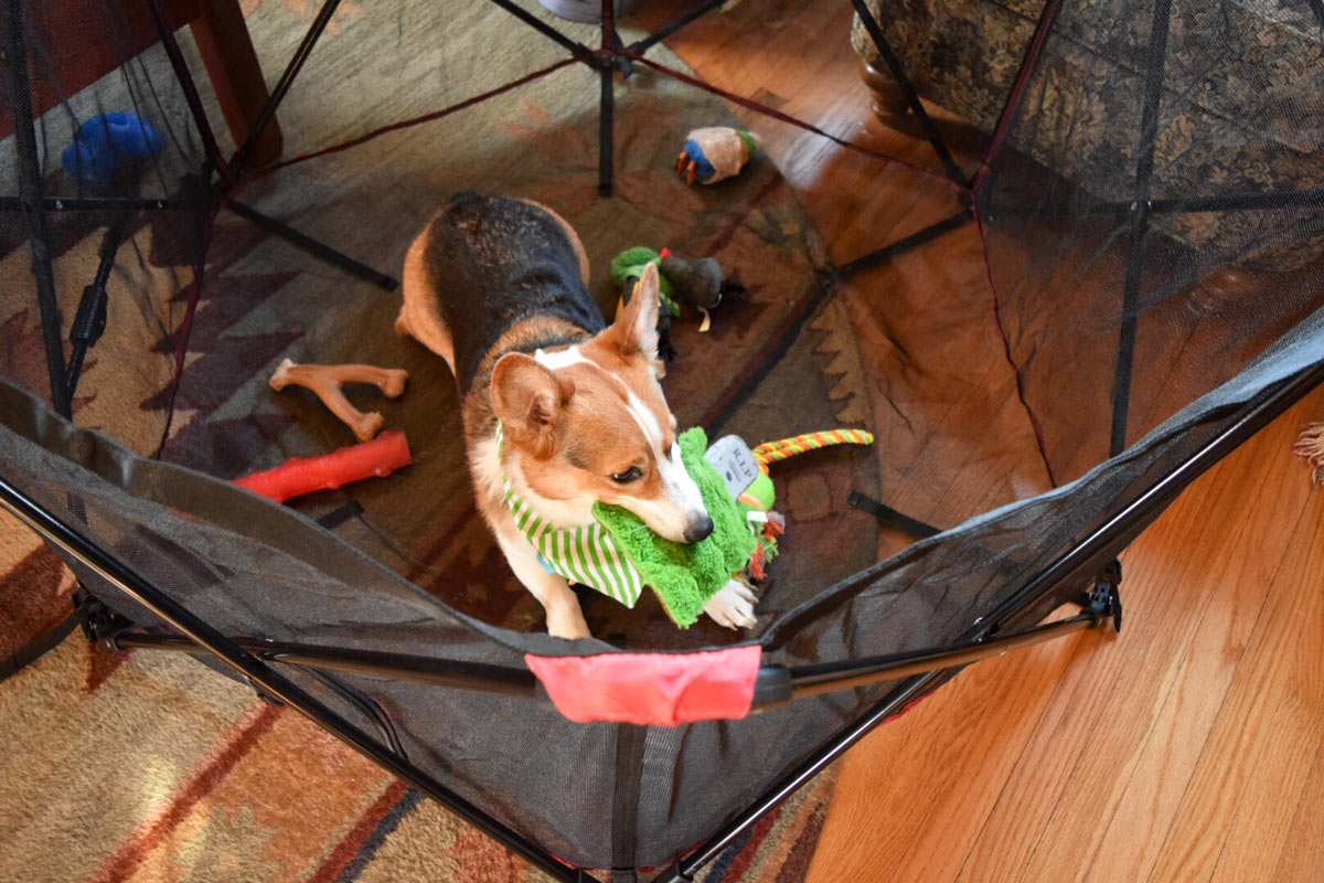 Corgi dog in a pen holding a dog toy in mouth