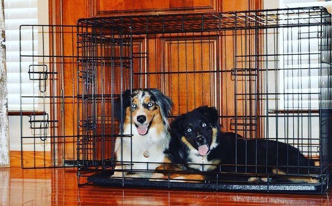 two dogs looking at the camera fromt he inside of a large dog kennel