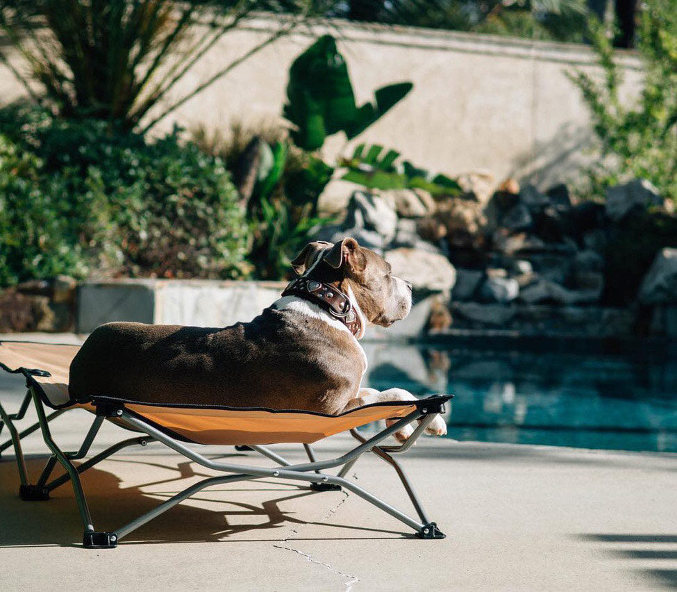 Pit bull type dog sitting aside a pool on a pet cot
