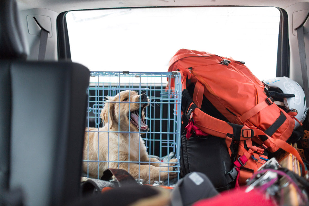 Golden retriever puppy in a dog crate in the back of a car with gear