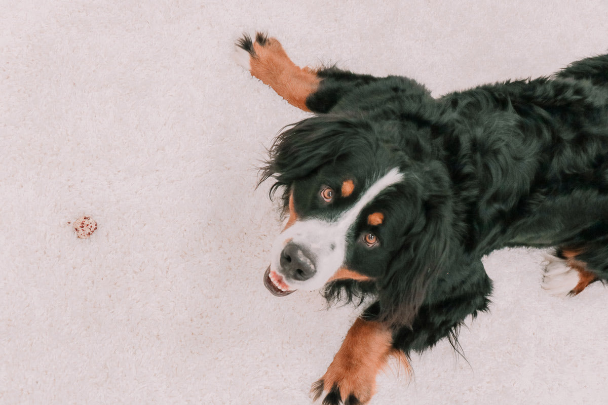 Large dog lying on the floor looking up at the camera with a christmas treat in front of it