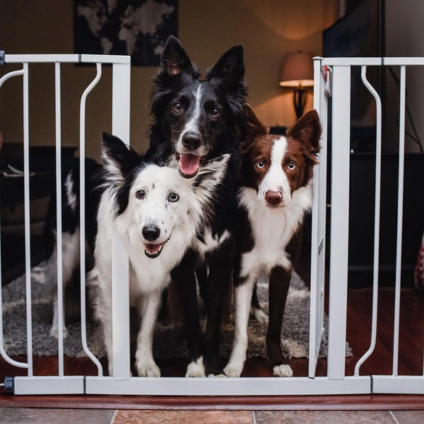 Three collie type dogs looking at the camera from halfway out of a pet gate
