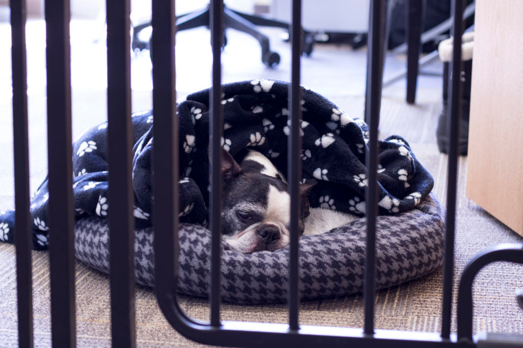 small black and white dog sleeping in dog bed with blanket 