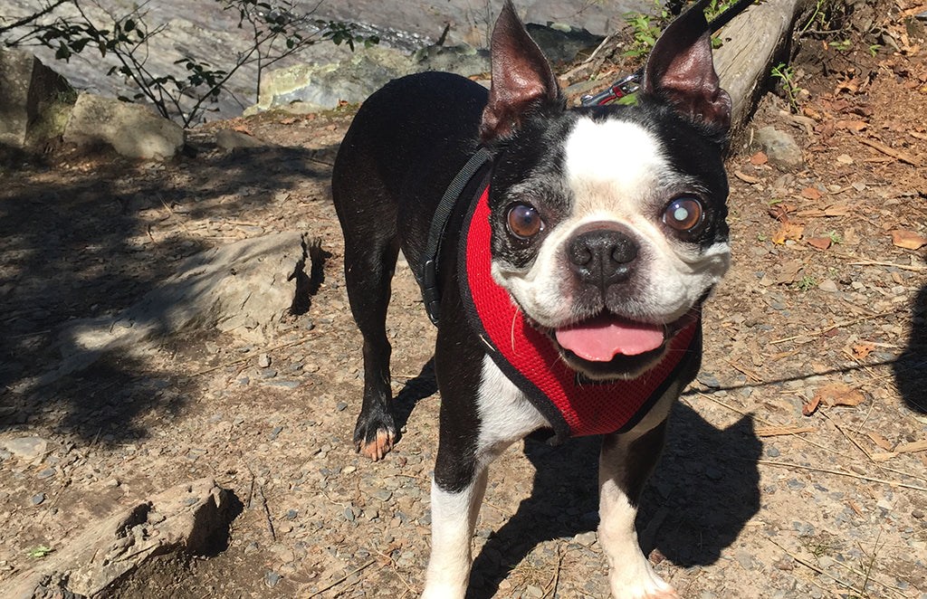 Small black and white dog with a red harness looking at the camera while on a walk.