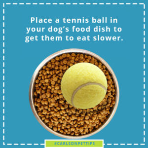 tennis ball in bowl of kibble