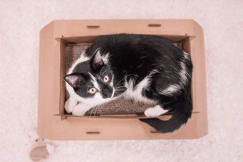 a black and white cat with green eyes sitting in carlson pet product's cat camper