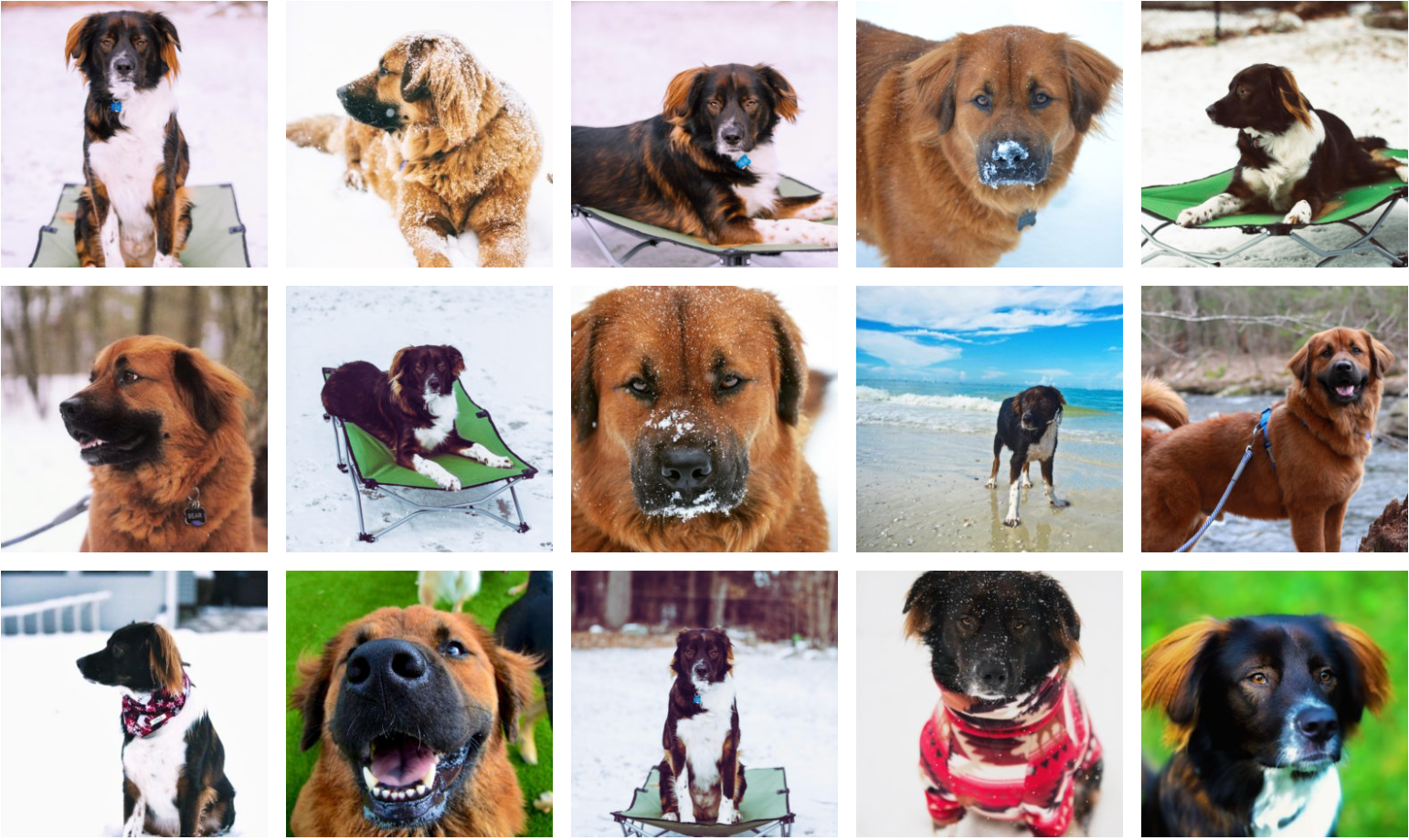 Image collage of two dogs that got adopted together