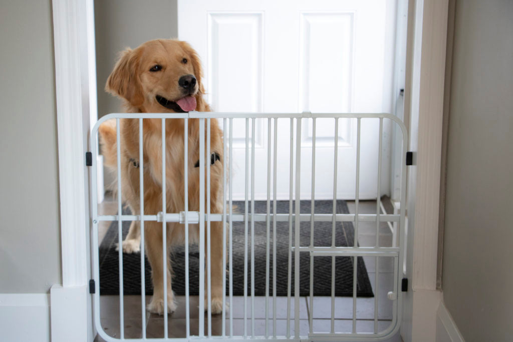 Golden retriever standing in a home behind a pet gate