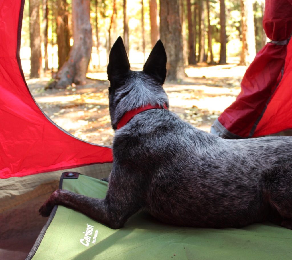 back of grey dog laying in tent