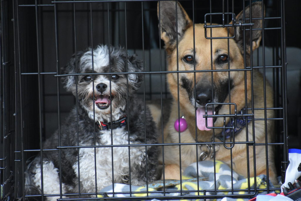 a small and large dog in a crate