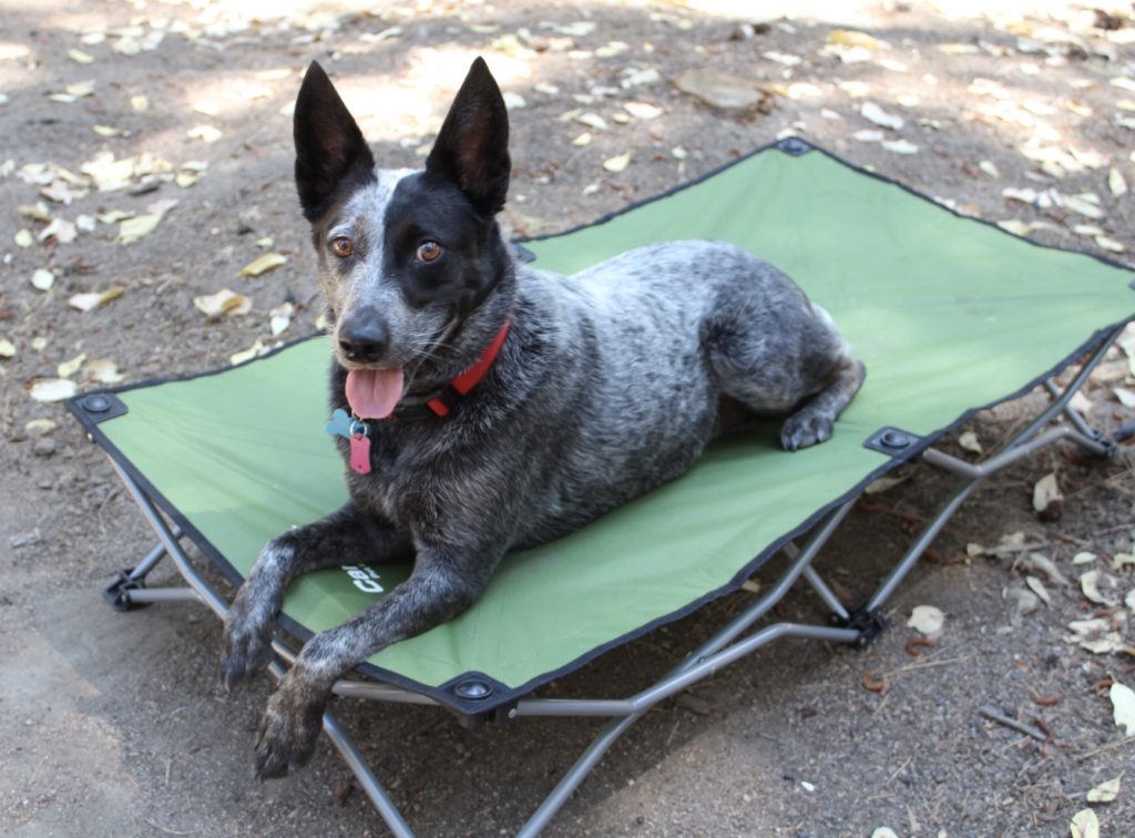 blue heeler laying on green pop up bed