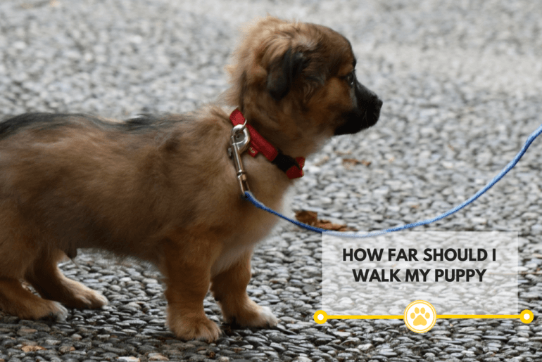 small brow puppy on leash