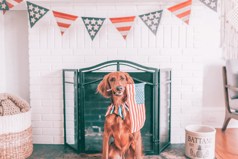 dog holding an American flag in his mouth in front of a white fire place.