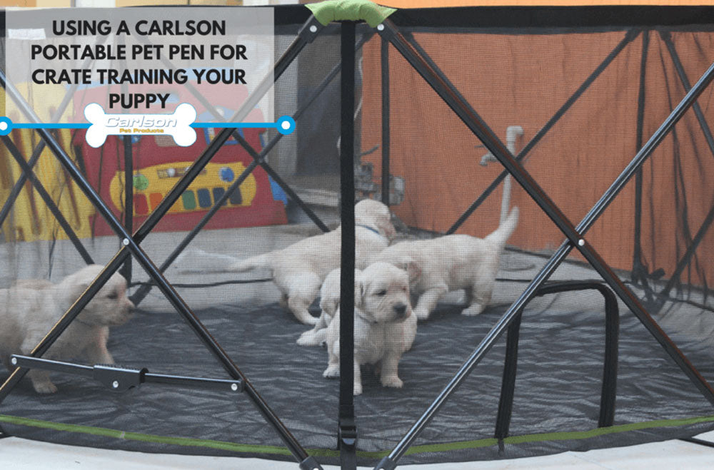 4 white puppies in portable pet pen