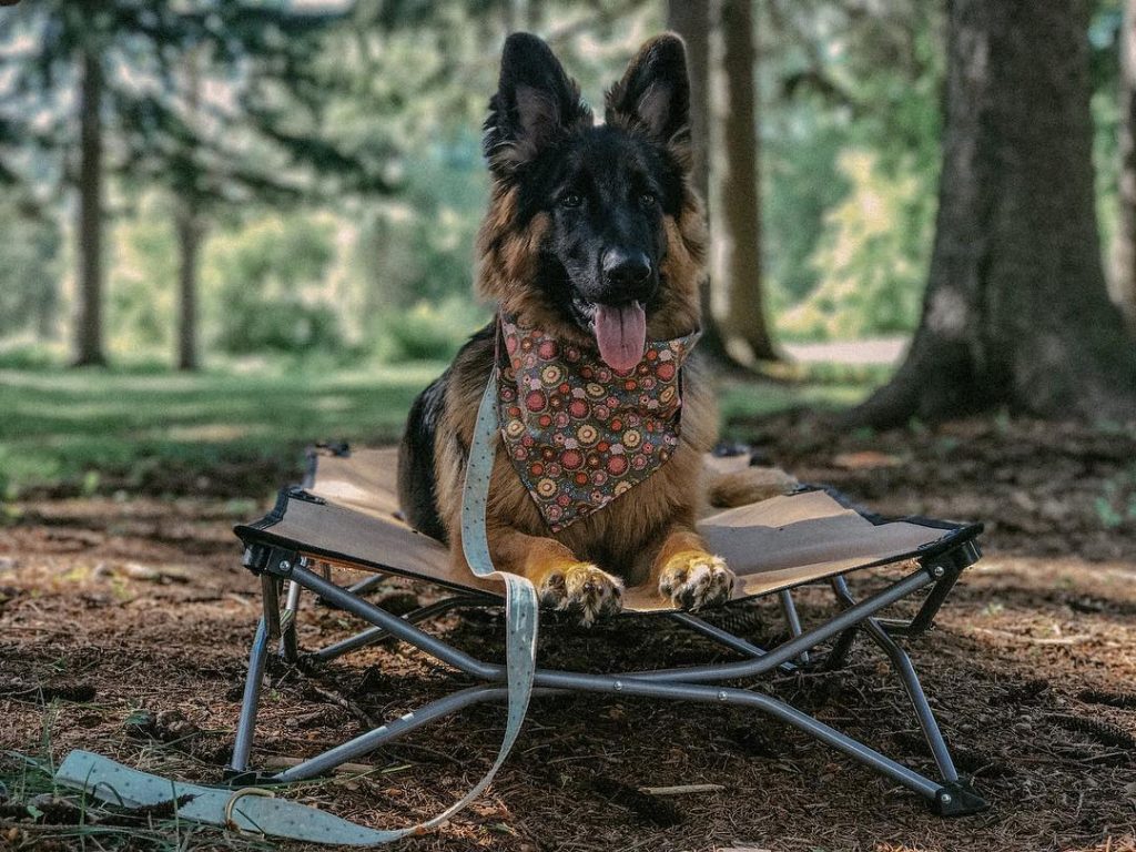 german shepard laying on brown pop up dog bed in the woods