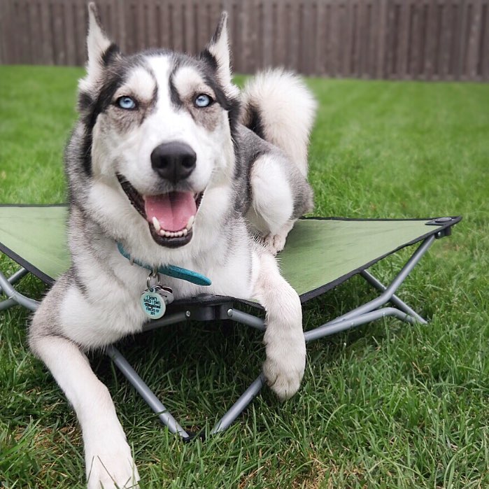 husky on green pop up dog bed outside